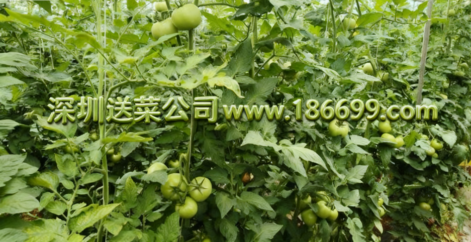 深圳蔬菜配送公司教您避坑：有機蔬菜比普通蔬菜更有營養嗎?