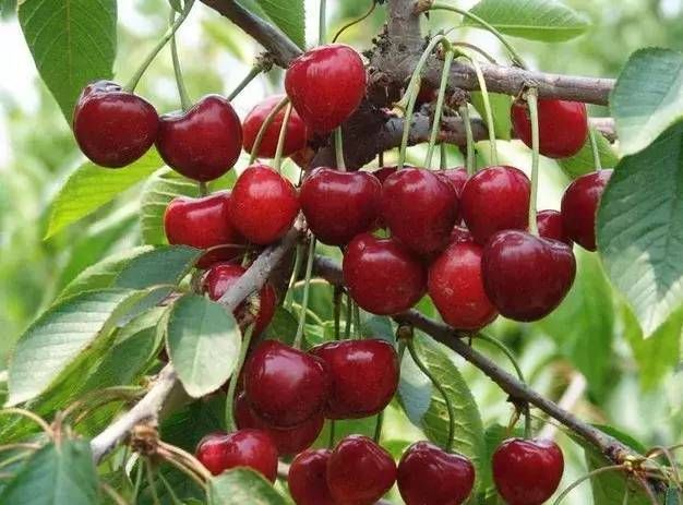 今年車厘子的價格和質(zhì)量受哪些因素影響？